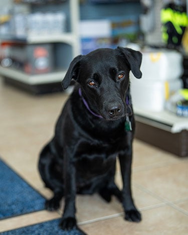 Portrait image of Stella